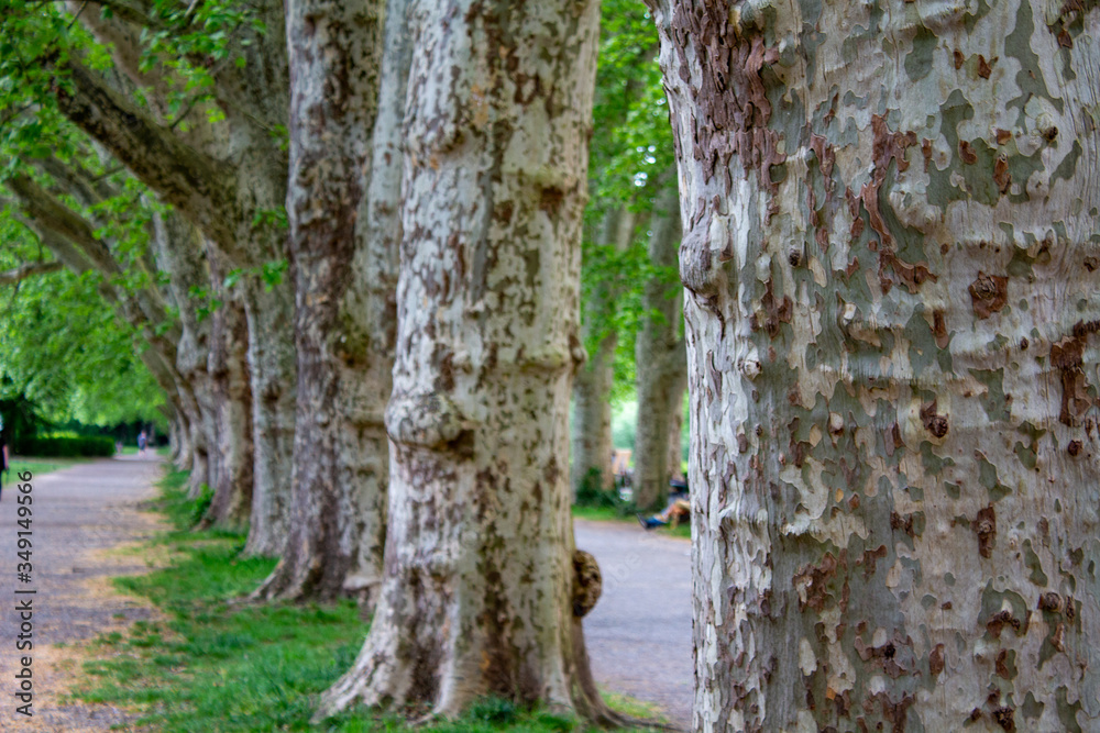 Fototapeta premium Tübingen Bäume Allee Frühling Natur 
