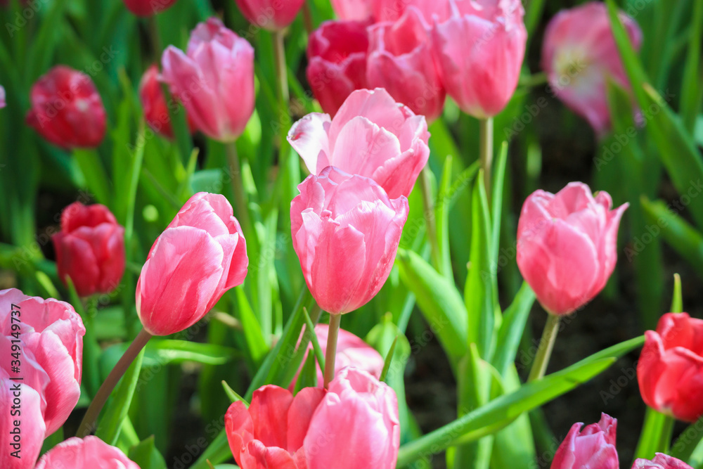 Fresh colorful tulips flower bloom in the garden Fresh colorful tulips flower bloom in the garden