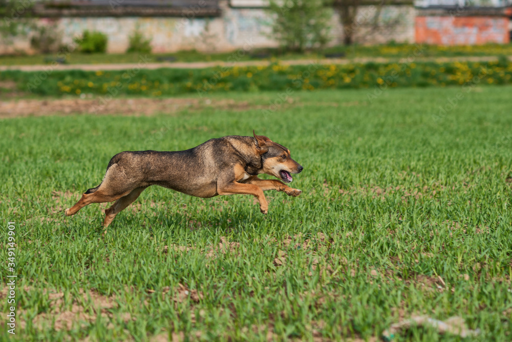 A cheerful dog runs on a green field.