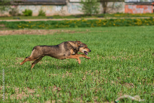 Fototapeta Naklejka Na Ścianę i Meble -  A cheerful dog runs on a green field.