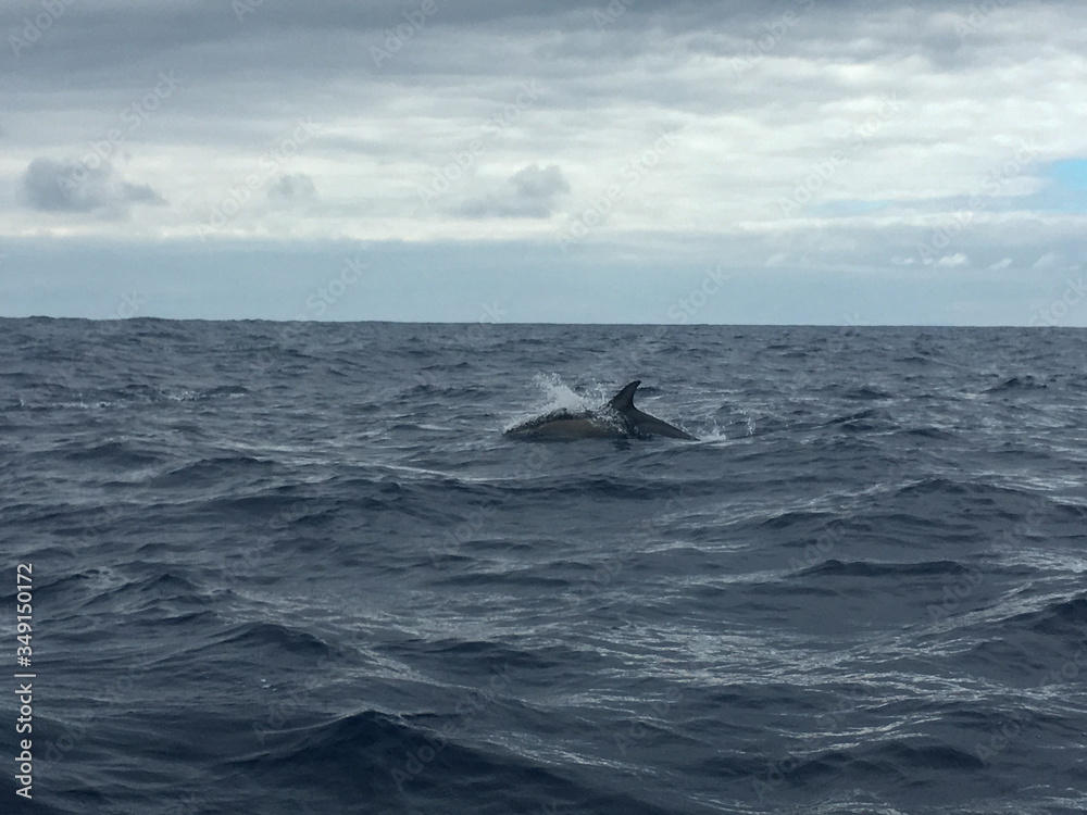 Naklejka premium Orca Wal Meet