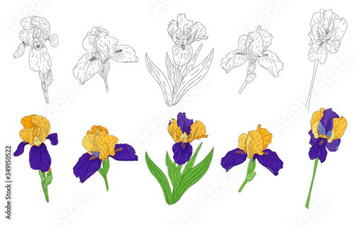 Collection of Blooming Iris flowers. Bright color spring Botanical illustration. Hand drawn and isolated on a white background. Vector. Set of iris buds on the stem. Floral design. Coloring book