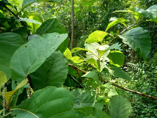 Green teak (Tectona grandis Linn f., Burmese teak, jati, Nagpur teak) with natural background. This plant is a tropical hardwood tree species placed in the flowering plant family  Lamiaceae. photo