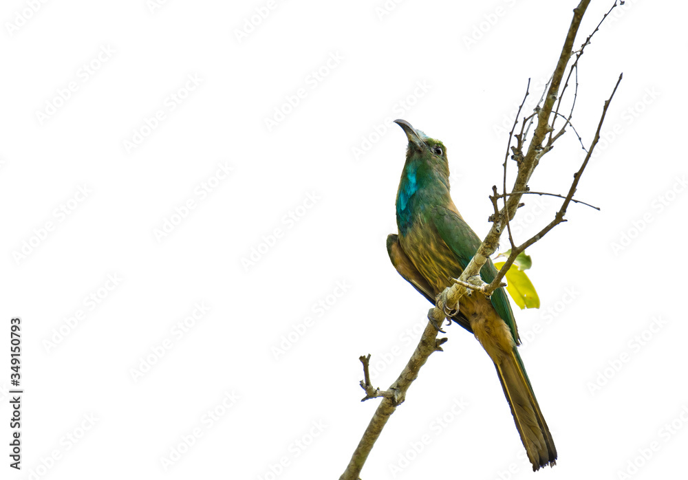 Obraz premium Bee-bearded bee-eater on branch on white background.