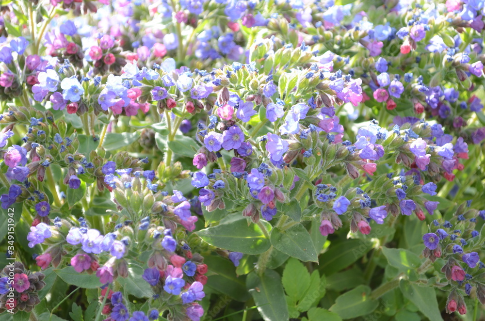 Pulmonaria (lungwort) flowers of different shades of violet in one inflorescence. Honey plant of Ukraine. The first spring flowers. Pulmonaria officinalis. Pulmonaria officinalis bloom Pulmonaria (lungwort) flowers of different shades of violet in one inflorescence. Honey plant of Ukraine. The first spring flowers. Pulmonaria officinalis. Pulmonaria officinalis bloom