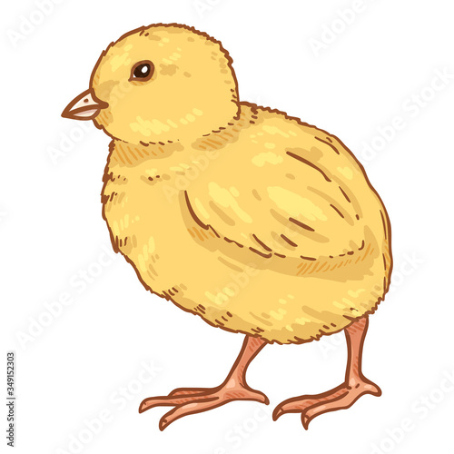 Vector Cartoon Chick Illustration