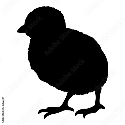 Vector Silhouette of Chick