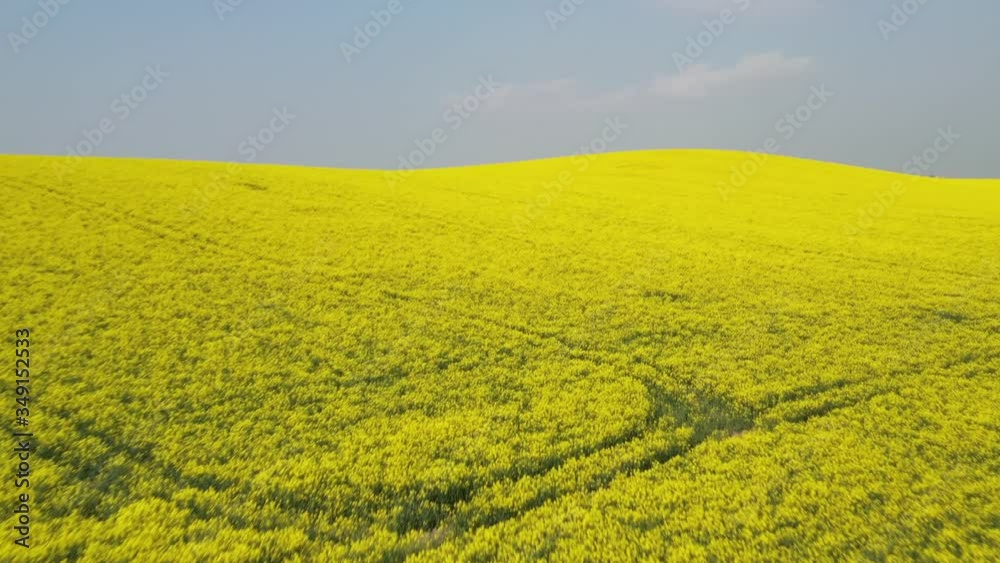 Yellow canola rapeseed field, rapeseed flowers. Aerial drone shot. Yellow canola rapeseed field, rapeseed flowers. Aerial drone shot.