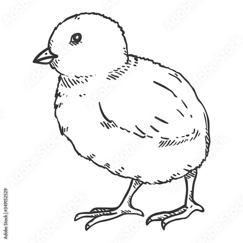 Vector Sketch Chick Illustration