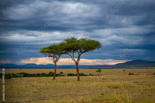 Afrika Kenya Kenia Masai Mara Baum Wolken Wilderness Nationalpark Natur Wolken Sonnenuntergang
