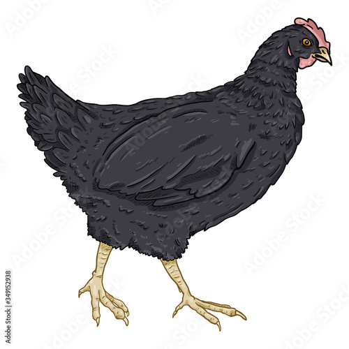 Vector Cartoon Illustration - Black Hen