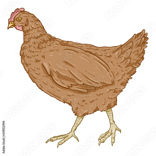 Vector Cartoon Hen Illustration