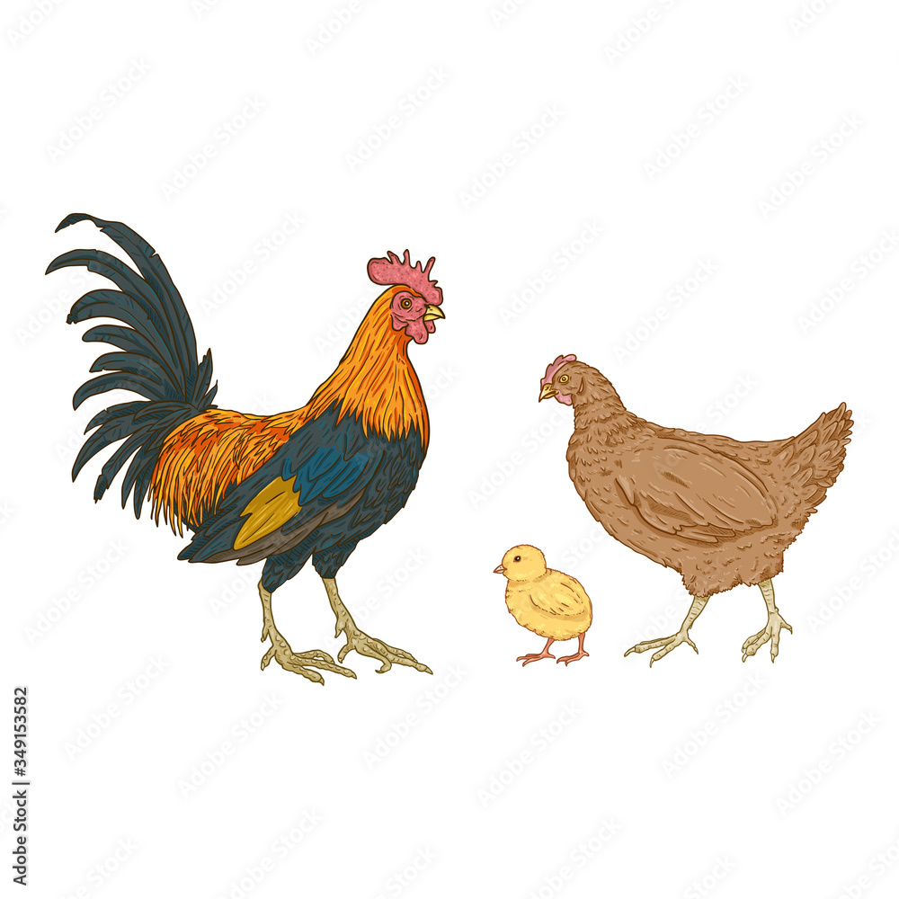 Vector Cartoon Set of Poultry Birds. Rooster, Chick and Hen.