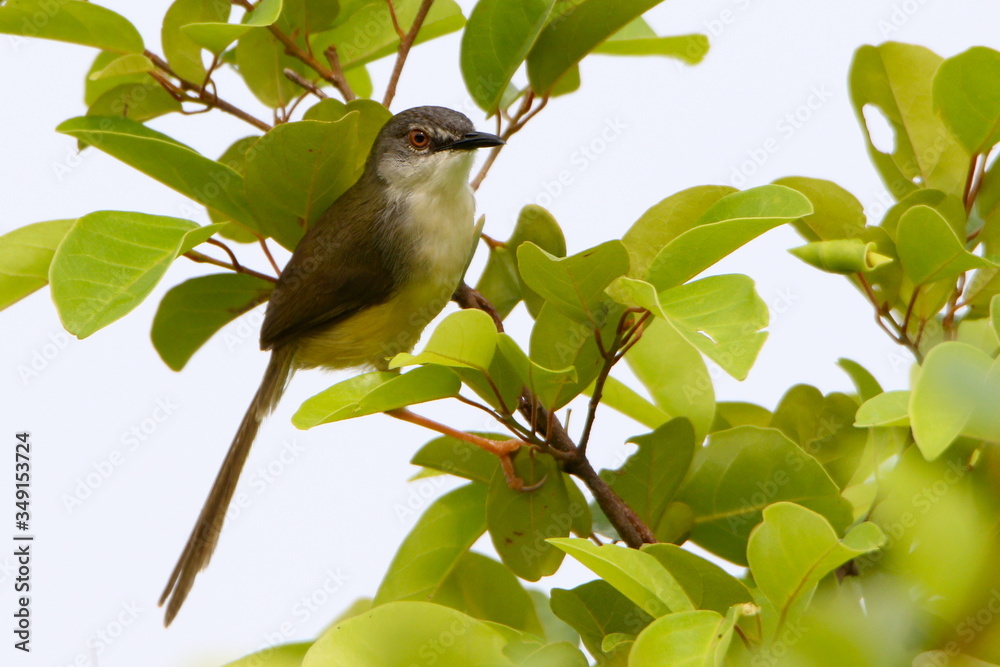 Fototapeta premium Yellow belly on a branch
