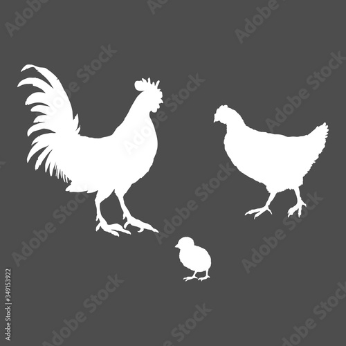 Vector White Silhouette Set of Poultry Birds. Rooster, Chick and Hen.