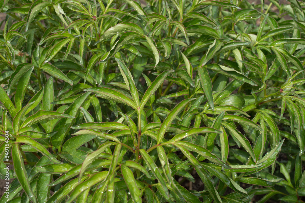 Beautiful twigs of young peony shoots after rain. Drops of water on narrow green leaves after a summer thunderstorm. Lush greenery in the flowerbed in the garden. Floral background. Close-up. Beautiful twigs of young peony shoots after rain. Drops of water on narrow green leaves after a summer thunderstorm. Lush greenery in the flowerbed in the garden. Floral background. Close-up.