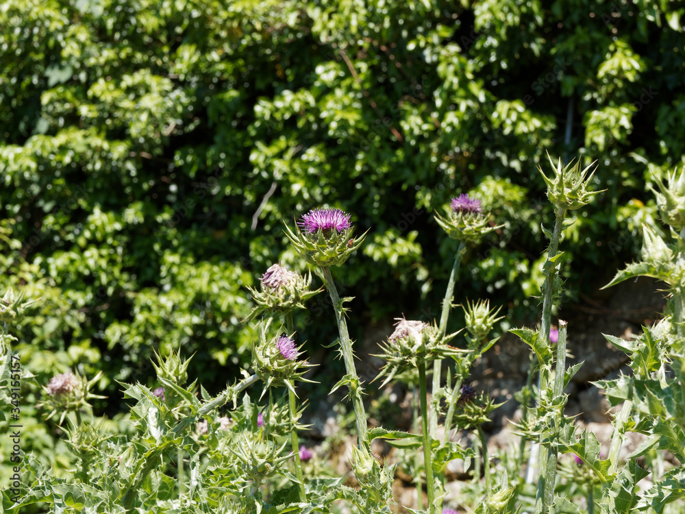 (Silybum marianum) Close up on red-purple flower head of Milk thistle on high and grooved spiny stem (Silybum marianum) Close up on red-purple flower head of Milk thistle on high and grooved spiny stem