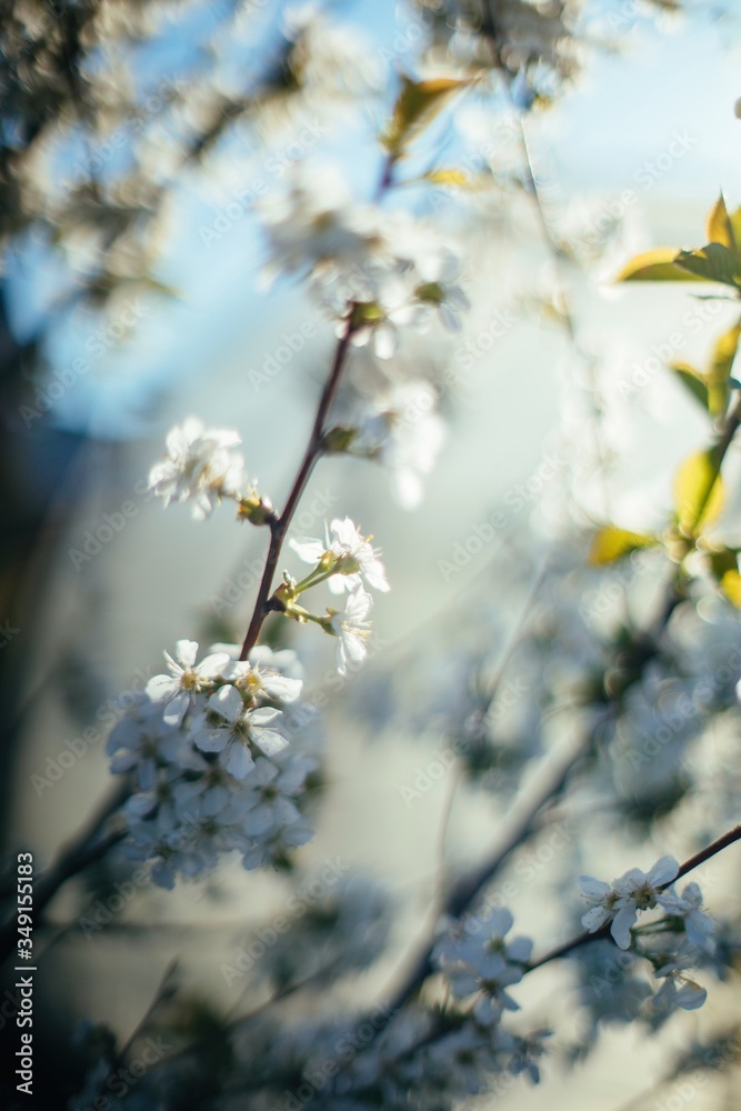 Spring blossom tree soft focus Spring blossom tree soft focus