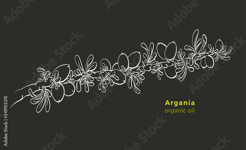 Argania branch. Vector bio art line illustration