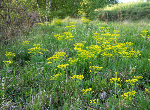 Wilczomlecz sosnka (Euphorbia cyparissias L.) – gatunek rośliny należący do rodziny wilczomleczowatychjest rośliną trującą 