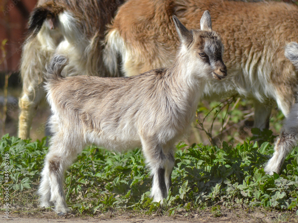 baby goat on the meadow