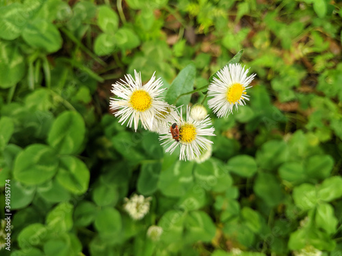 a little bug on the white daisy in the garden