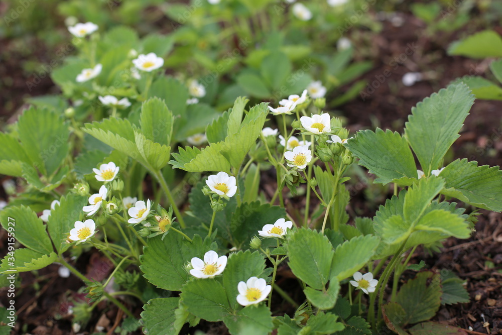 Obraz premium Blooming strawberries. Spring flowering strawberries on the ground
