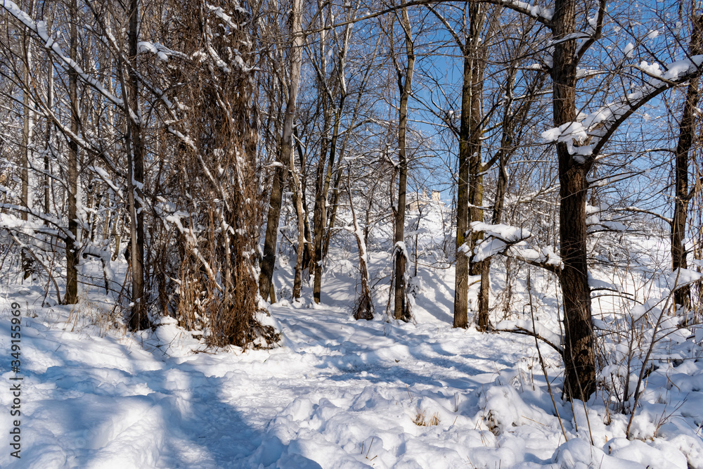 Fototapeta premium Branches of bushes and trees in winter appearance, without leaves, bare and under a fluffy snow cover and passing through the rays of the sun. Frosty fresh morning in nature
