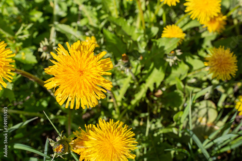 City, Cesis, Latvia. Dandelions meadow and yellow flowers with grass.