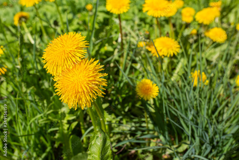 Obraz premium City, Cesis, Latvia. Dandelions meadow and yellow flowers with grass.