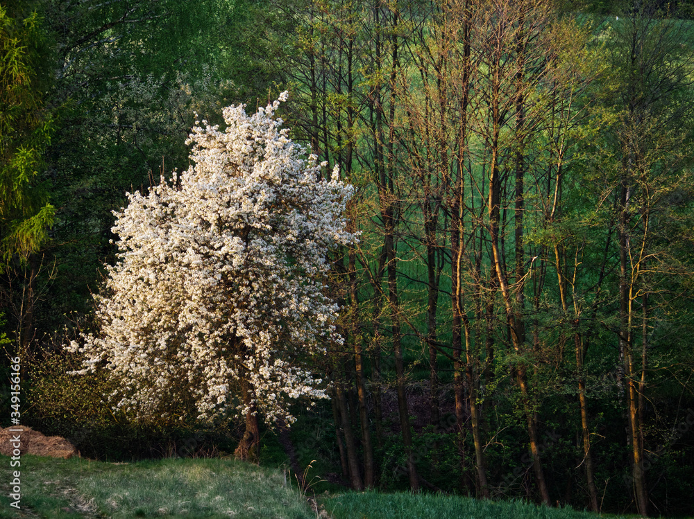 Wiosenna sceneria pól i łąk z kwitnącą dziko rosnącą  Gruszą pospolitą  (Pyrus communis L.) w roli głównej - obrazy, fototapety, plakaty 