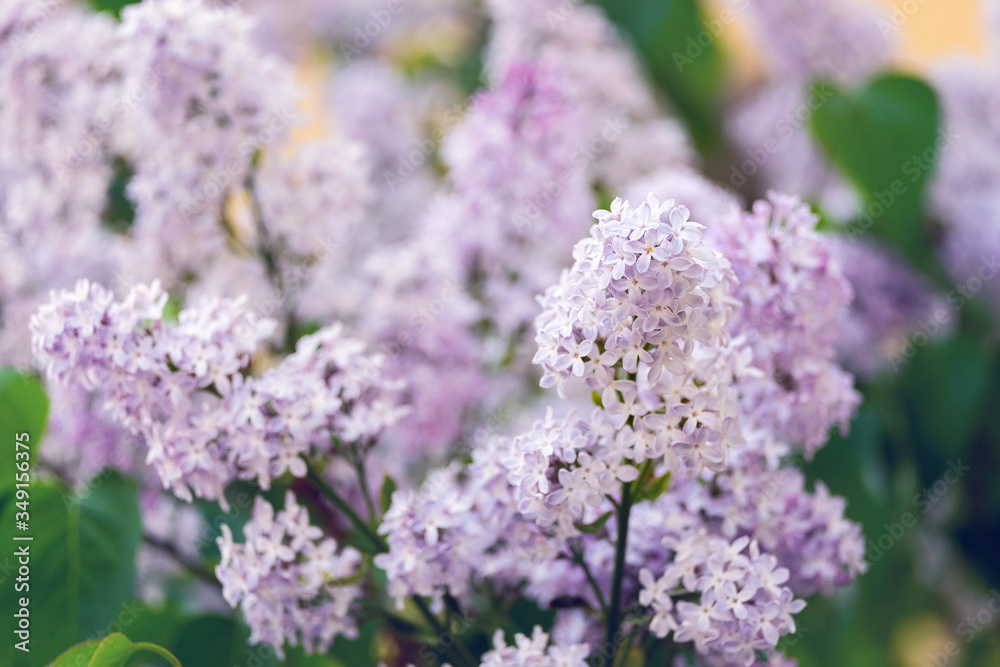 Closeup of a beautiful flowering branch of lilac.