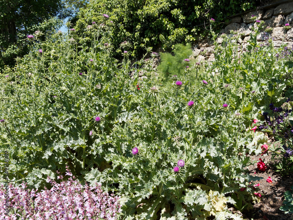 Silybum marianum | Milk thistle cultivated as a decorative plant and dry bouquet with its colored spiny leaves and red-purple head flowers Silybum marianum | Milk thistle cultivated as a decorative plant and dry bouquet with its colored spiny leaves and red-purple head flowers