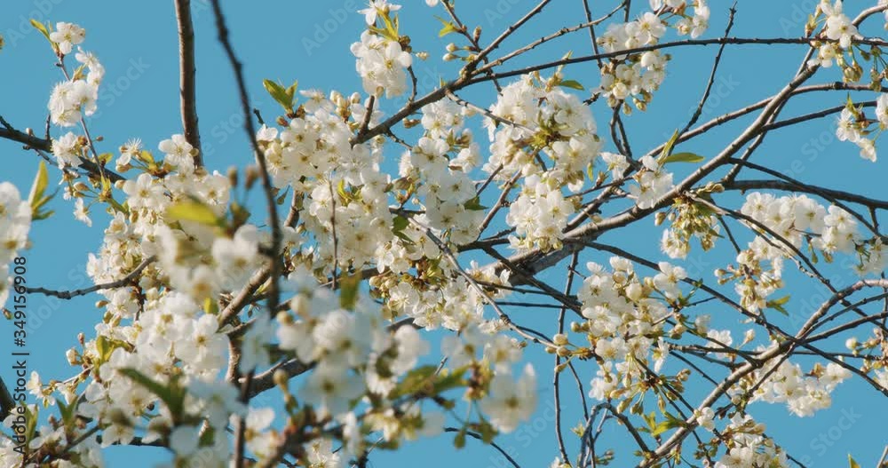 Beautiful blooming cherry tree branch with flowers in sunny day in spring season against blue sky Beautiful blooming cherry tree branch with flowers in sunny day in spring season against blue sky
