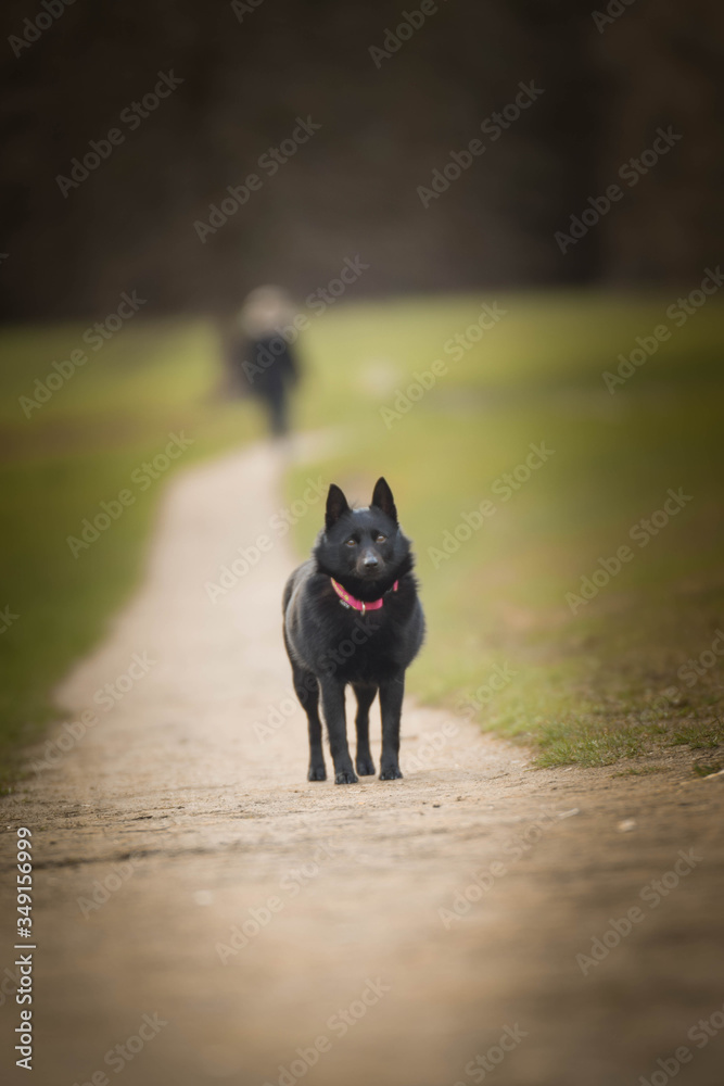 puppy of schipperke is running on road. She is so happy and crazy dog. She loves moving.