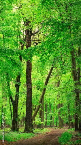 Fototapeta Naklejka Na Ścianę i Meble -  Forest path in a beautiful green forest in late spring