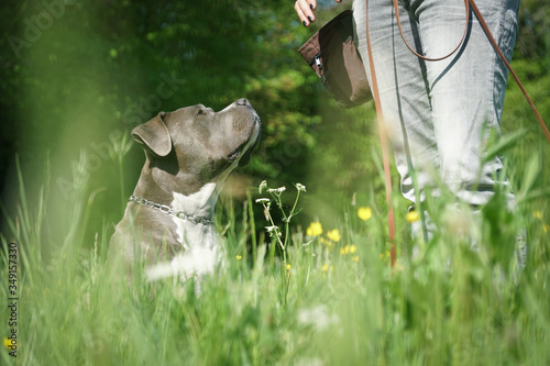 Hundetraining mit einem Staffordshire Bullterrier