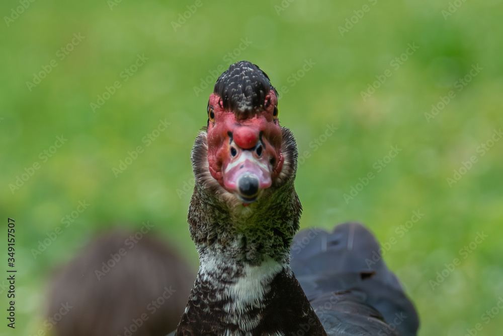 Obraz premium Greylag goose eating in a field on the edge of a lake, with very colorful faces in the foreground looking towards the camera