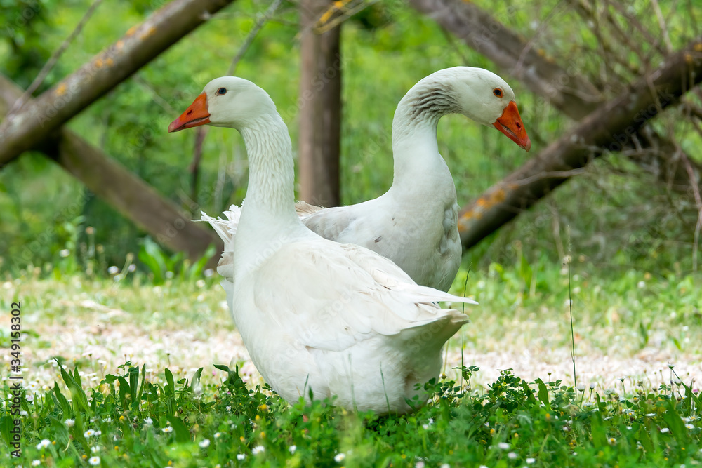 Greylag goose eating in a field on the edge of a lake, with very colorful faces in the foreground looking towards the camera Greylag goose eating in a field on the edge of a lake, with very colorful faces in the foreground looking towards the camera