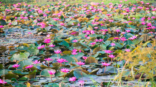 Tropical pink lotus (Nelumbo nucifera) blossom in India photo