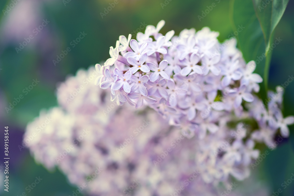 Closeup of a beautiful flowering branch of lilac.