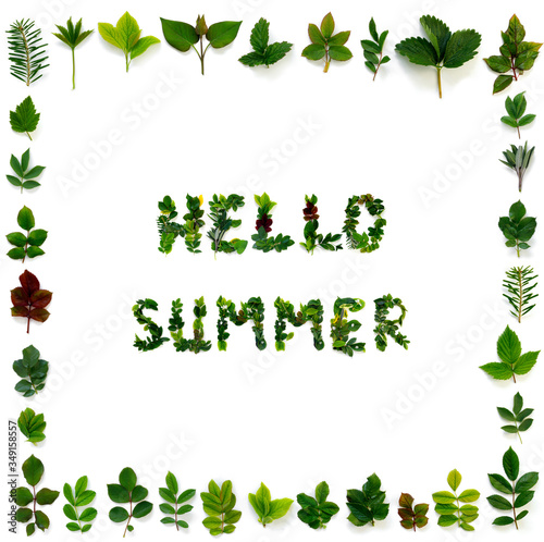 Pattern of various green leaves on  white isolated background. Lettering from the foliage "Hello Summer".