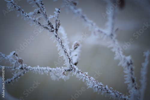 Frozen branches in winter time. This frost make so nice creature. © doda