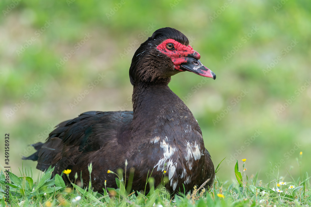 Greylag goose eating in a field on the edge of a lake, with very colorful faces in the foreground looking towards the camera Greylag goose eating in a field on the edge of a lake, with very colorful faces in the foreground looking towards the camera