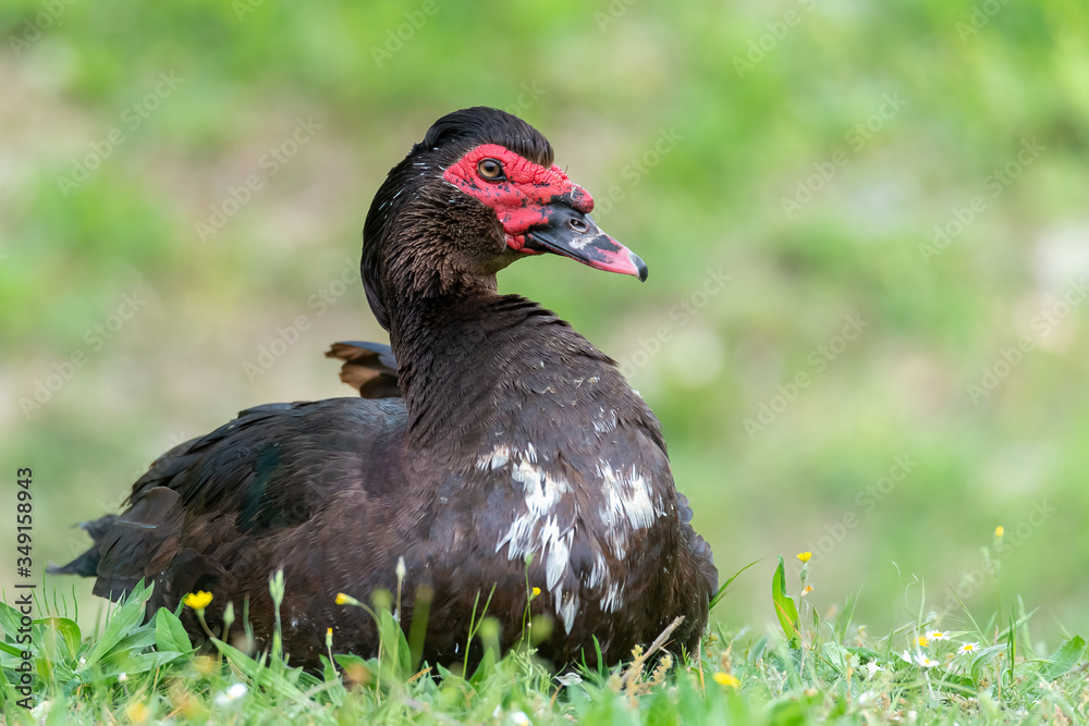 Greylag goose eating in a field on the edge of a lake, with very colorful faces in the foreground looking towards the camera Greylag goose eating in a field on the edge of a lake, with very colorful faces in the foreground looking towards the camera