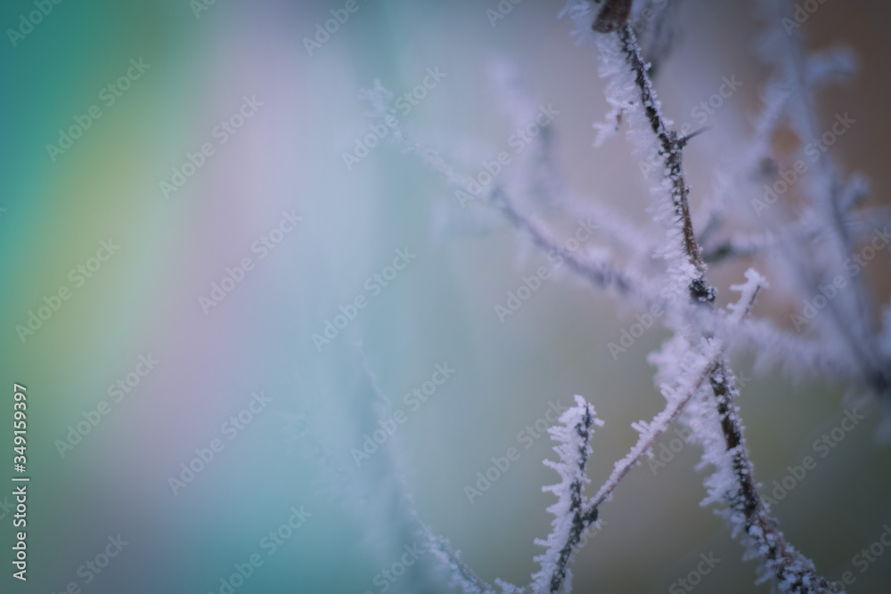 Frozen branches in winter time. This frost make so nice creature. Frozen branches in winter time. This frost make so nice creature.