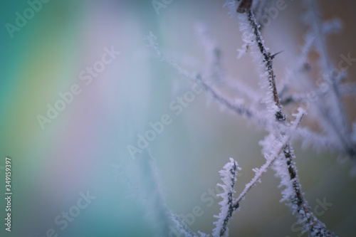 Frozen branches in winter time. This frost make so nice creature.