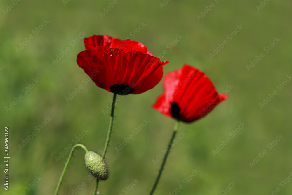 Poppy flower ; Papaver rhoeas , Papaveraceae
Poppy flower ; Papaver rhoeas , Papaveraceae