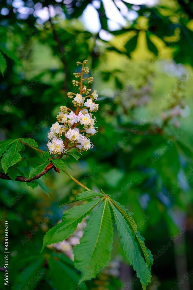 Beautiful white blossoms of a chestnut tree close-up. Beautiful white blossoms of a chestnut tree close-up.
