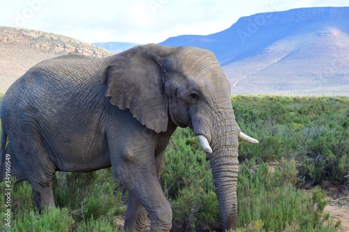 Adult elephant in safari bush